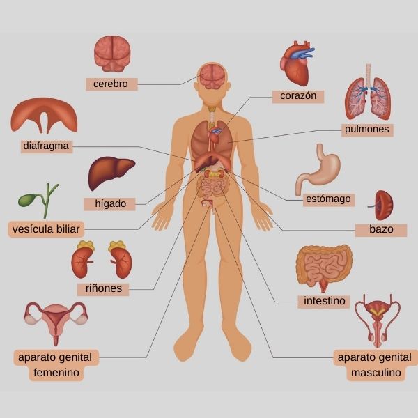 Ilustração mostrando alguns órgãos do corpo humano em espanhol (algunos órganos del cuerpo humano).