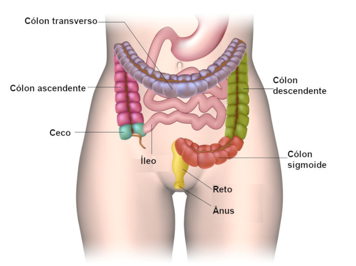 Ilustração das partes do intestino grosso humano.