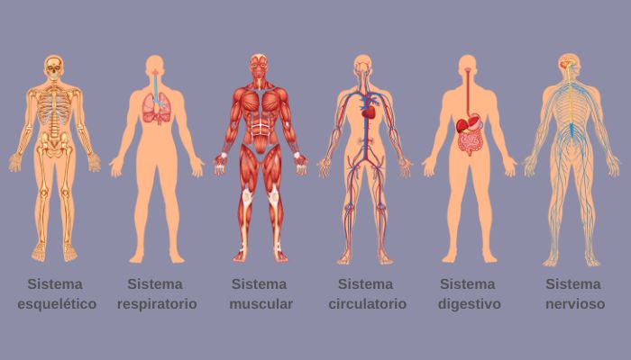 Ilustração mostrando alguns dos sistemas do corpo humano em espanhol (algunos sistemas del cuerpo humano).