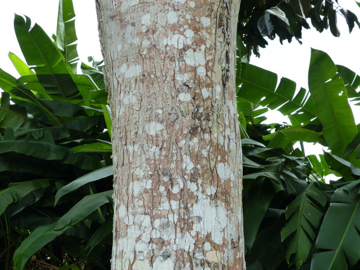 Tronco de andiroba, uma espécie de vegetal encontrada nas florestas tropicais.