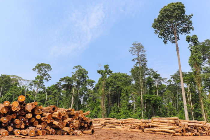 Região de desmatamento na Amazônia, um dos principais exemplos de desmatamento no Brasil.