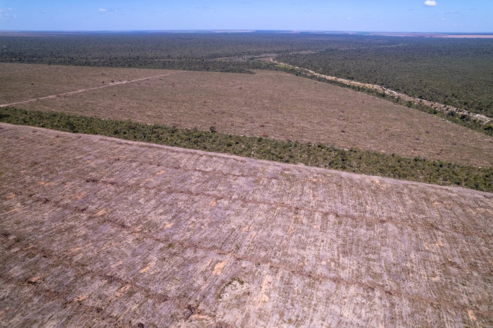 Região de desmatamento no Cerrado, um dos principais exemplos de desmatamento no Brasil.
