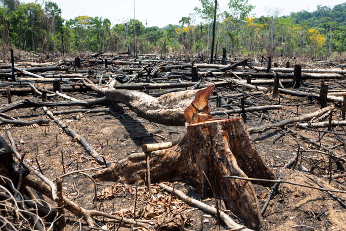 Desmatamento na Amazônia, um exemplo de desmatamento no Brasil, prática considerada um crime ambiental.