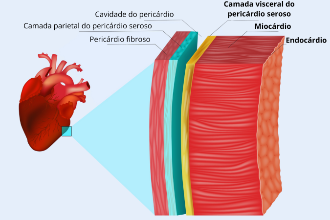 Ilustração mostrando a anatomia do pericárdio, formado por uma camada fibrosa e por uma camada serosa.