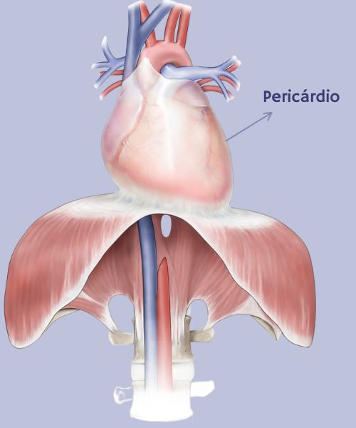 Ilustração mostrando o coração e as raízes dos grandes vasos envoltos pelo pericárdio.