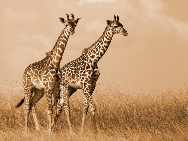 Duas girafas na savana.