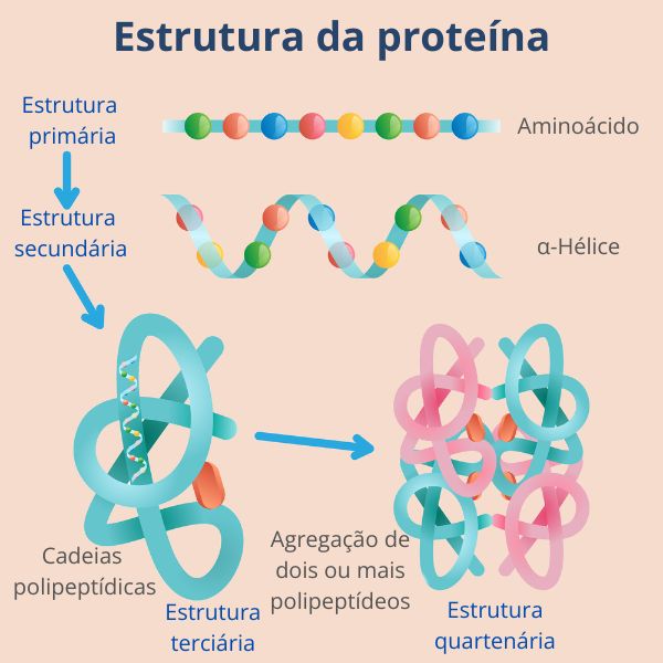 Ilustração mostrando a estrutura hierárquica das proteínas: primária, secundária, terciária e quaternária.
