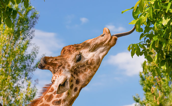 Girafa comendo folhas de árvore.