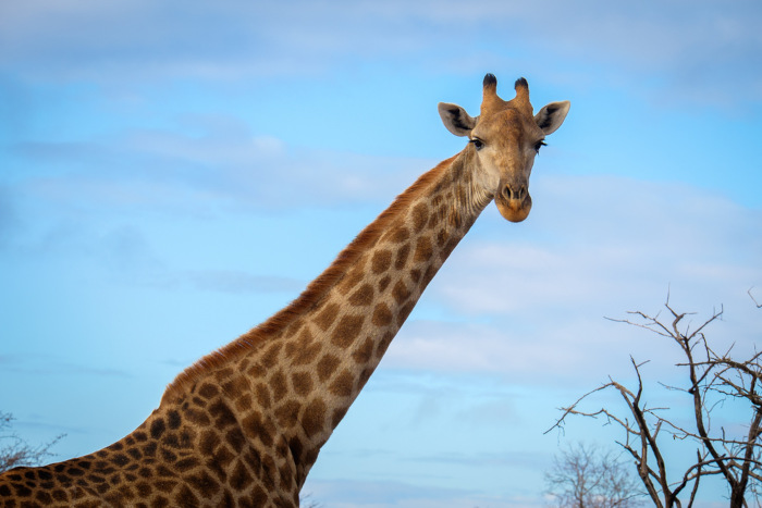 O pescoço da girafa pode medir mais de dois metros de comprimento.