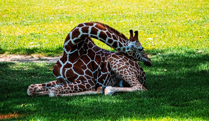 Girafa dormindo no chão.