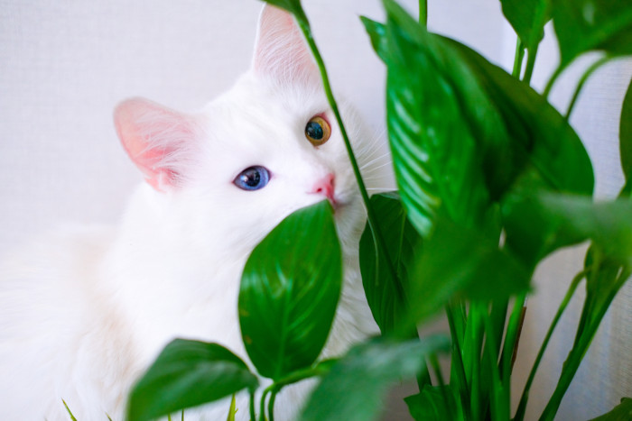 Gato doméstico branco da raça angorá perto das folhas de uma planta.