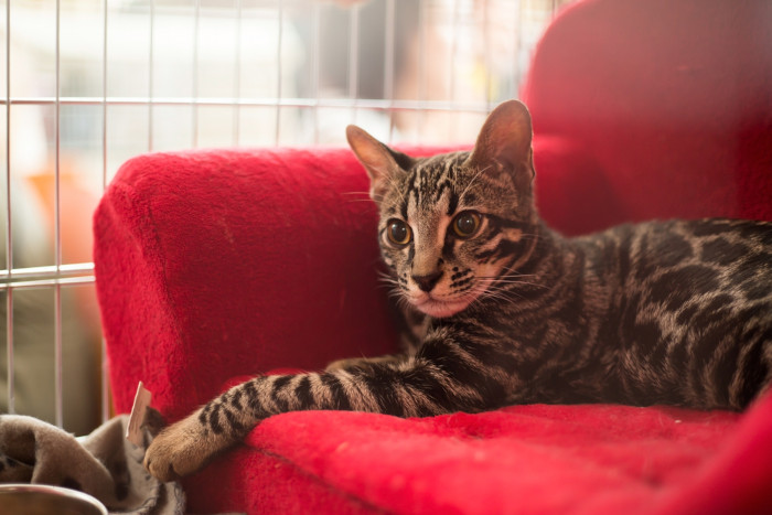 Gato doméstico da raça ashera, o gato mais caro do mundo, deitado em um sofá vermelho.