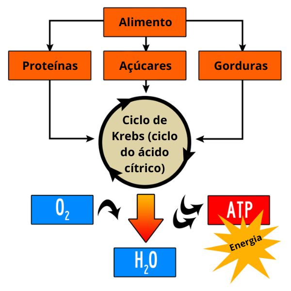 Ilustração do Ciclo de Krebs, do qual faz parte o ácido cítrico, um ácido carboxílico.