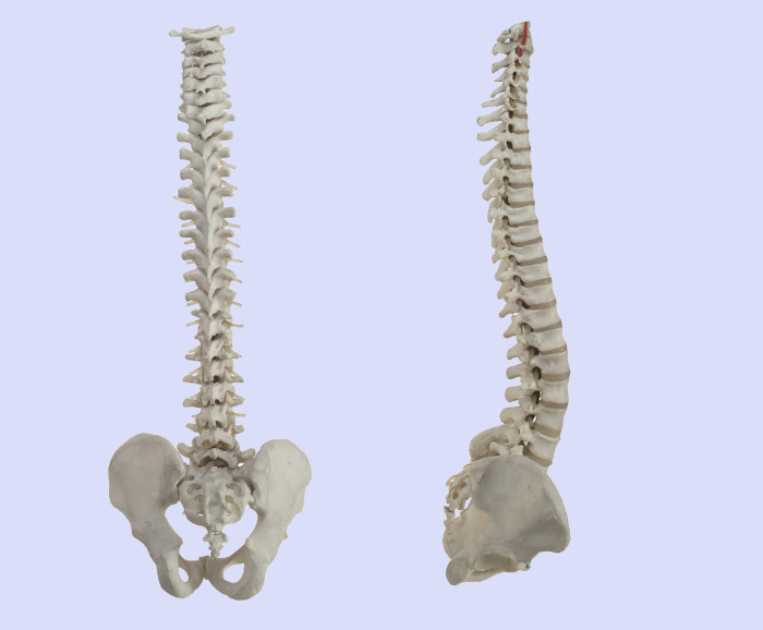 Coluna vertebral: anatomia, funções e doenças - Brasil Escola