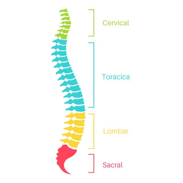 Ilustração mostrando as 4 diferentes curvaturas da coluna vertebral: cervical, torácica, lombar e sacral.