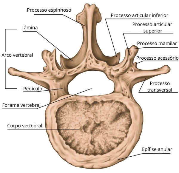 Ilustração das estruturas que formam as vértebras da coluna vertebral.