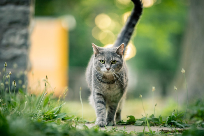 Gato doméstico andando em uma calçada com plantas.