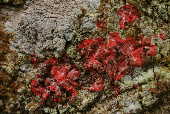 Líquen vermelho, um exemplo da variação de cor dos líquens.