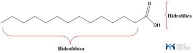 Imagem mostrando as partes hidrofóbica e hidrofílica dos ácidos carboxílicos.