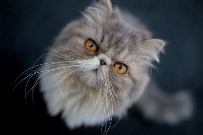 Imagem aproximada do rosto de um gato doméstico da raça persa.