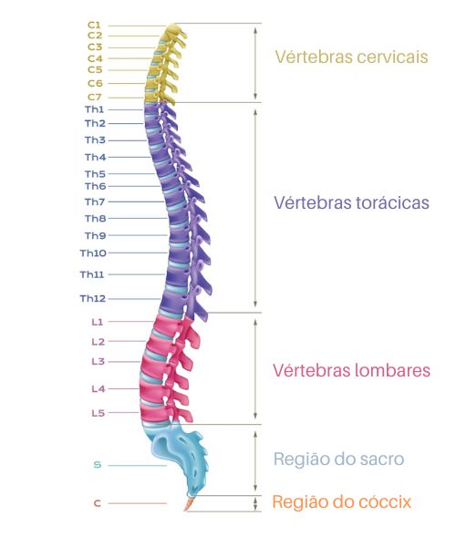 Ilustração dos conjuntos de vértebras que formam a coluna vertebral.