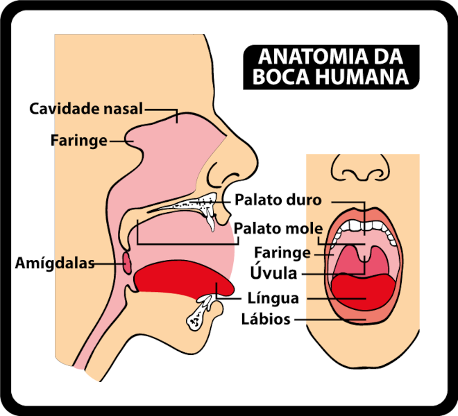 Ilustração mostrando a anatomia da boca humana, conhecimento necessário para entender a classificação das consoantes.
