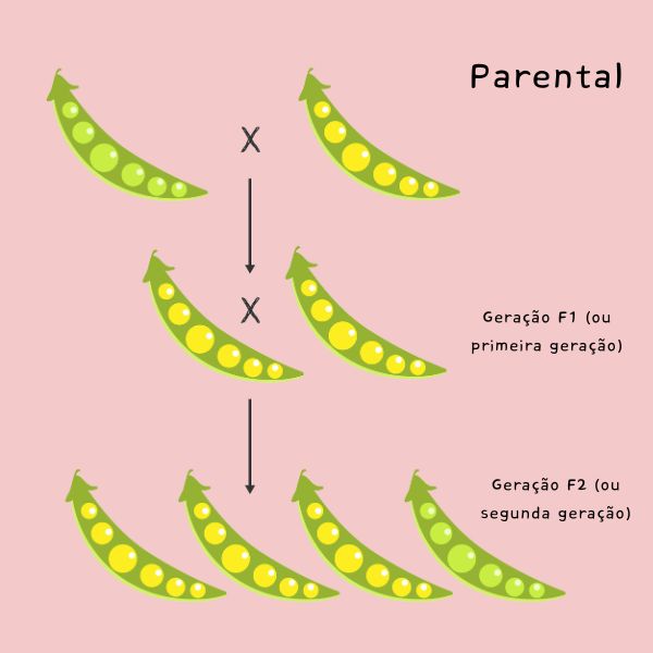 Ilustração simplificada do experimento feito por Mendel com ervilhas, parte importante dos estudos sobre hereditariedade.
