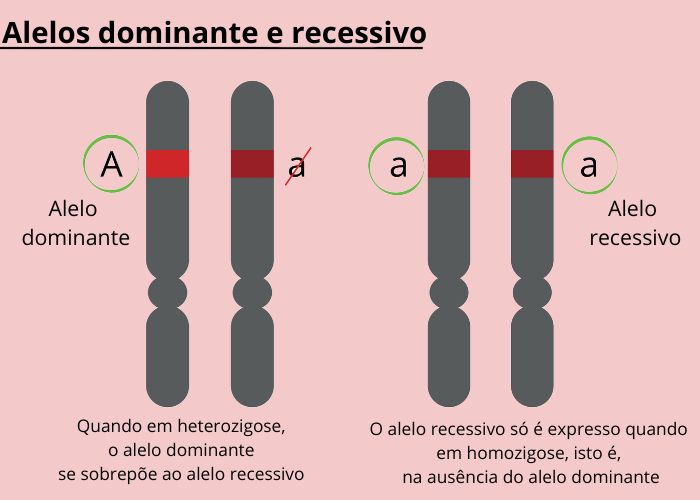 Pares de genes formados por alelo dominante e por alelo recessivo, ligados à hereditariedade.