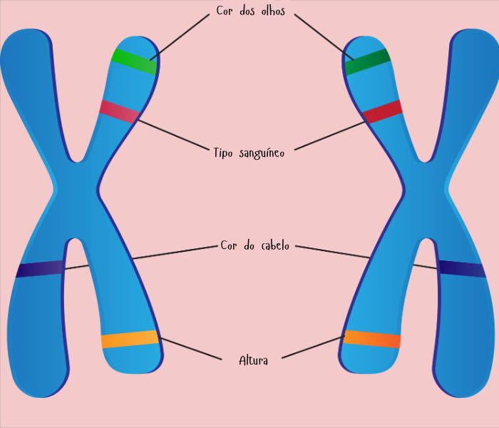 Ilustração de um par de genes alelos, que transmitem as características genéticas relacionadas à hereditariedade.