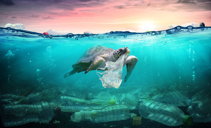 Tartaruga marinha com uma sacola de plástico na boca em um ambiente de grave ocorrência de poluição marinha.