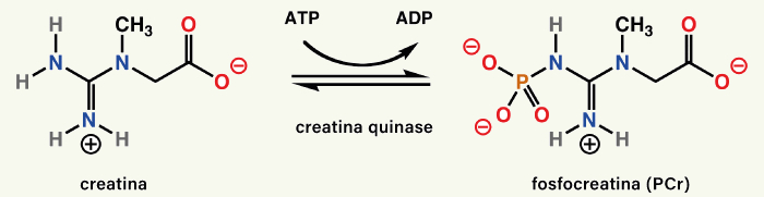 Regeneração da molécula de ATP pela creatina.