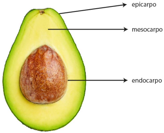 Imagem mostrando os elementos de um abacate, um dos tipos de frutos.