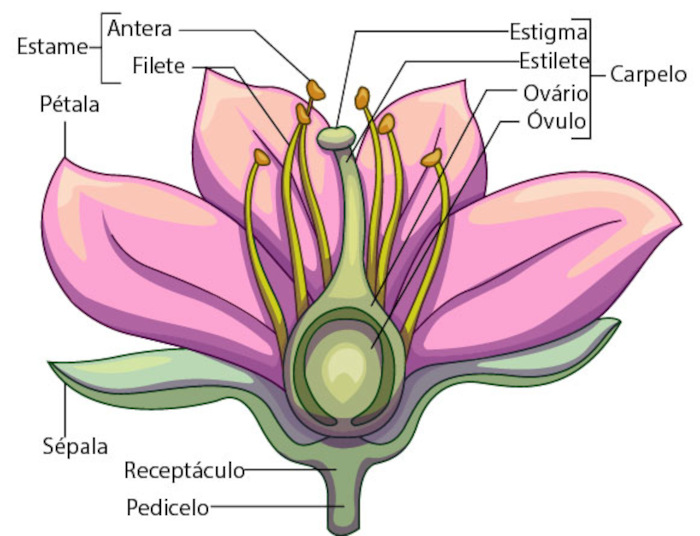 Ilustração mostrando a estrutura de uma flor, na qual é possível ver a estrutura do fruto, presente na maior parte dos tipos de frutos.