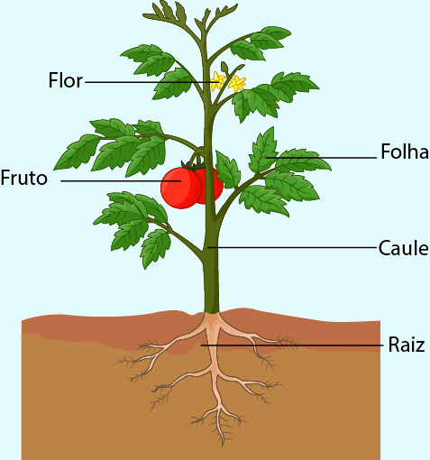 Ilustração mostrando as partes de uma planta, um dos principais aspectos estudados na Botânica.