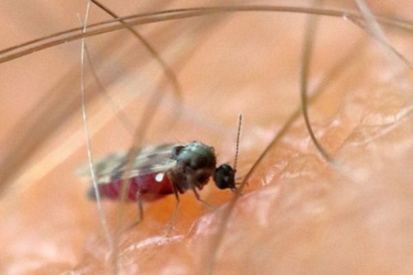 Mosquito do gênero Culicoides, o principal vetor do vírus causador da febre de oropouche, na pele humana.