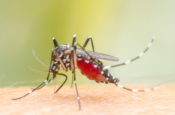 Aproximação da pele de uma pessoa sendo picada por um mosquito, uma alusão à febre mayaro.