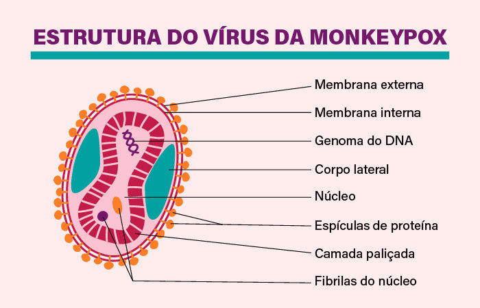 Esquema da estrutura do vírus da monkeypox.