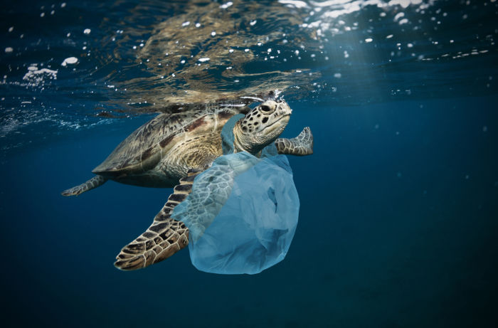 Tartaruga marinha presa em uma sacola feita de polímeros plásticos.