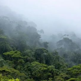 Floresta bem verde com uma nevoa baixa por cima da copa das árvores