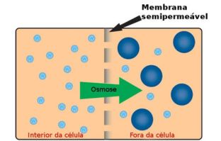 Osmose