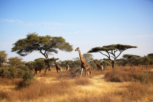 Parte da fauna e da flora da savana, um dos biomas do mundo. Parte da fauna e da flora da savana, um dos biomas do mundo.