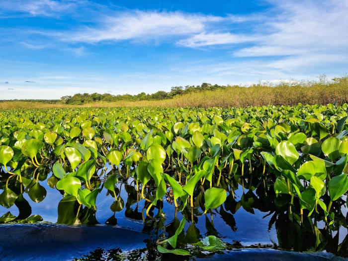 Área de ocorrência de aguapé, uma das plantas aquáticas do Pantanal.