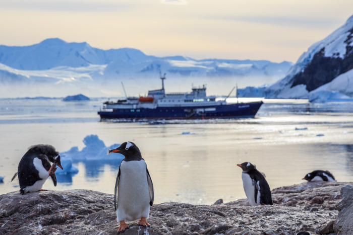 Pinguins no litoral da Antártida; ao fundo, um navio no mar gelado.