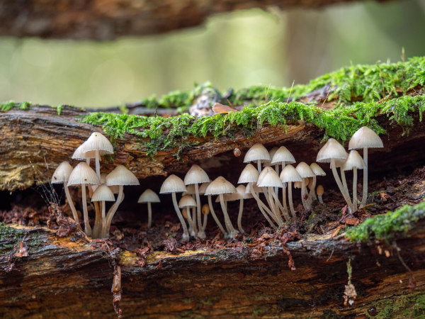 Cogumelos em tronco de madeira. Cogumelos em tronco de madeira.