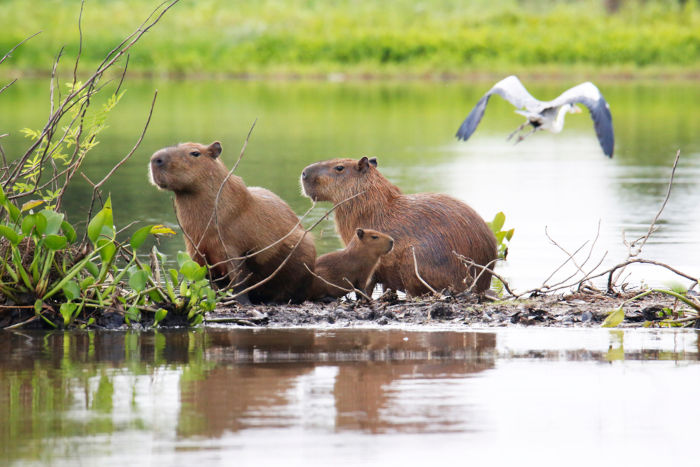 Grupo de capivaras, animais que fazem parte da fauna do Pantanal.