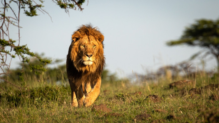 Leão em uma região de savana.