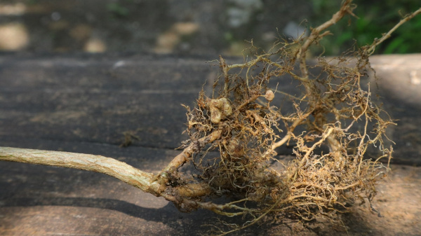 Micorrizas, habitat de fungos associados a raízes de plantas.