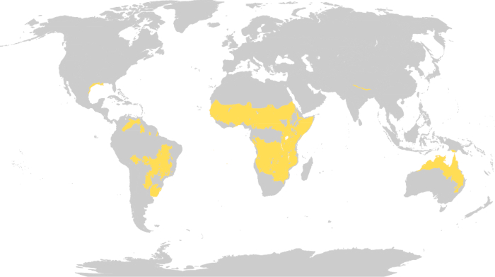 Mapa-múndi mostrando a localização das savanas.