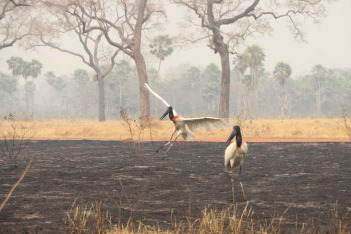Área de ocorrência de queimada no Pantanal.