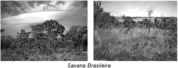 Fotografia da savana brasileira (bioma Cerrado) em exercício da Mackenzie sobre savana.